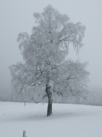 Weihnachten Weihnachten
